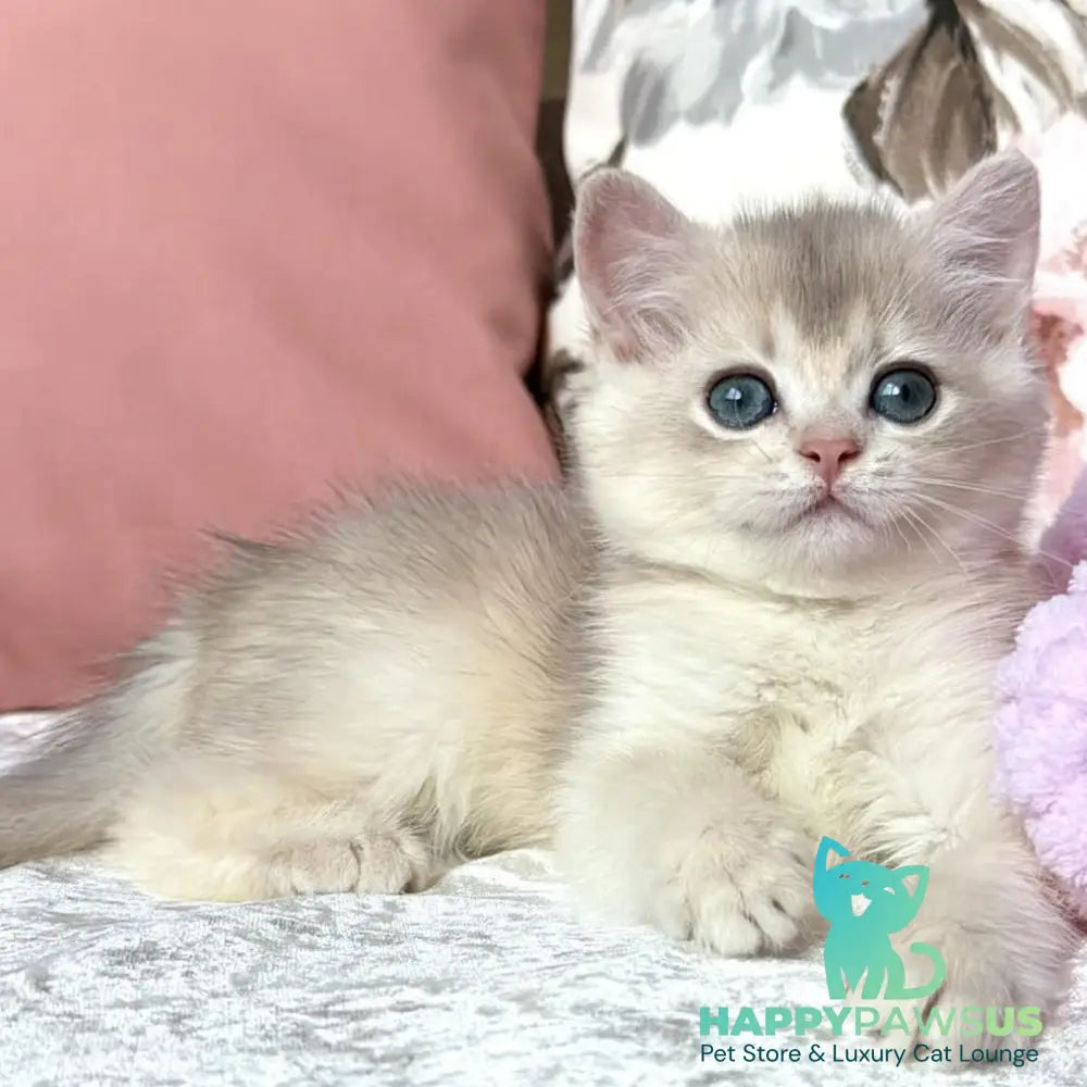 Milla British Shorthair female blue golden chinchilla - live animals