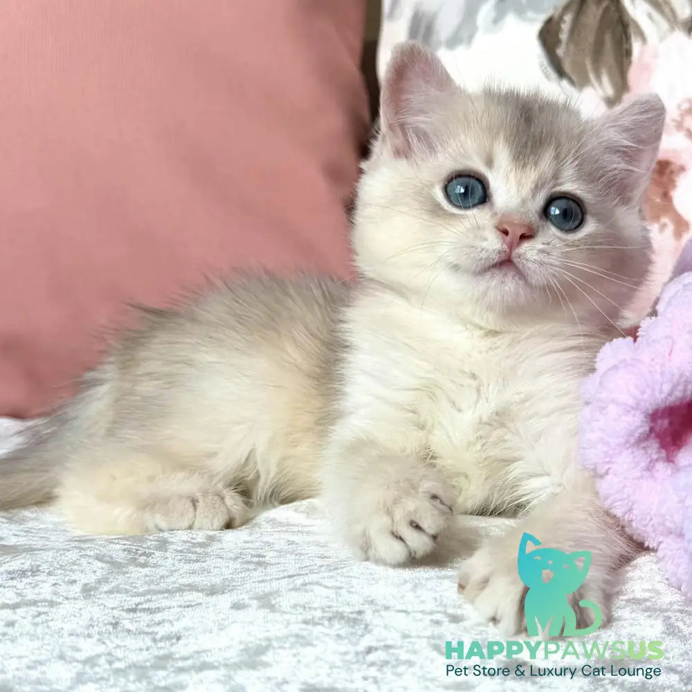 Milla British Shorthair female blue golden chinchilla - live animals