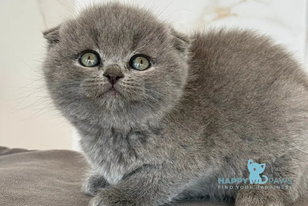 Milla Scottish Fold female blue live animals