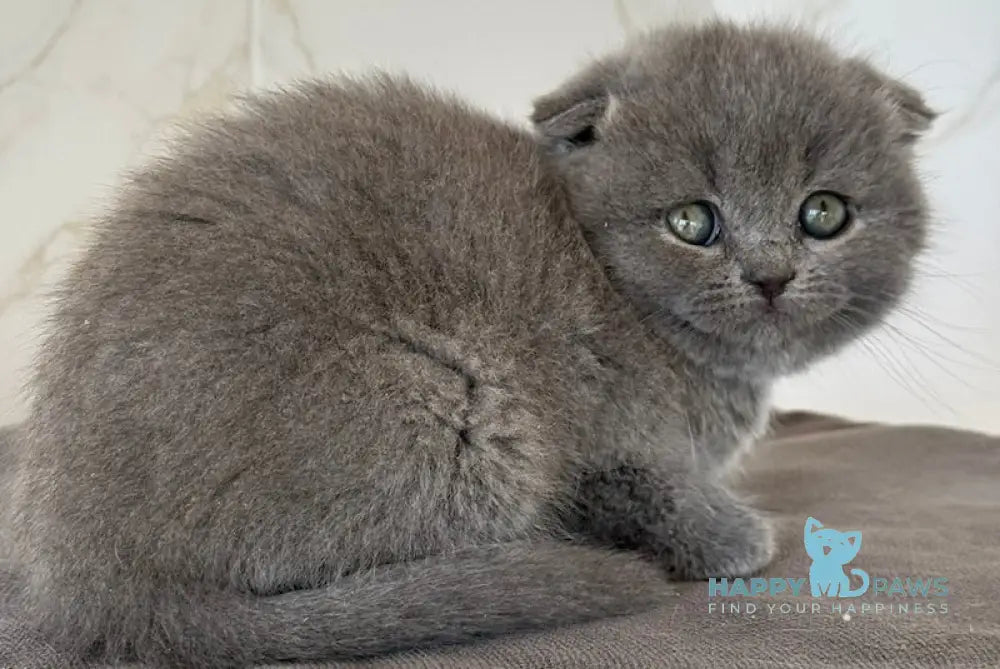 Milla Scottish Fold female blue live animals