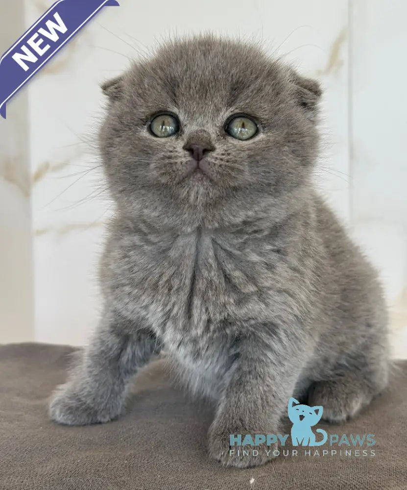 Milla Scottish Fold female blue live animals