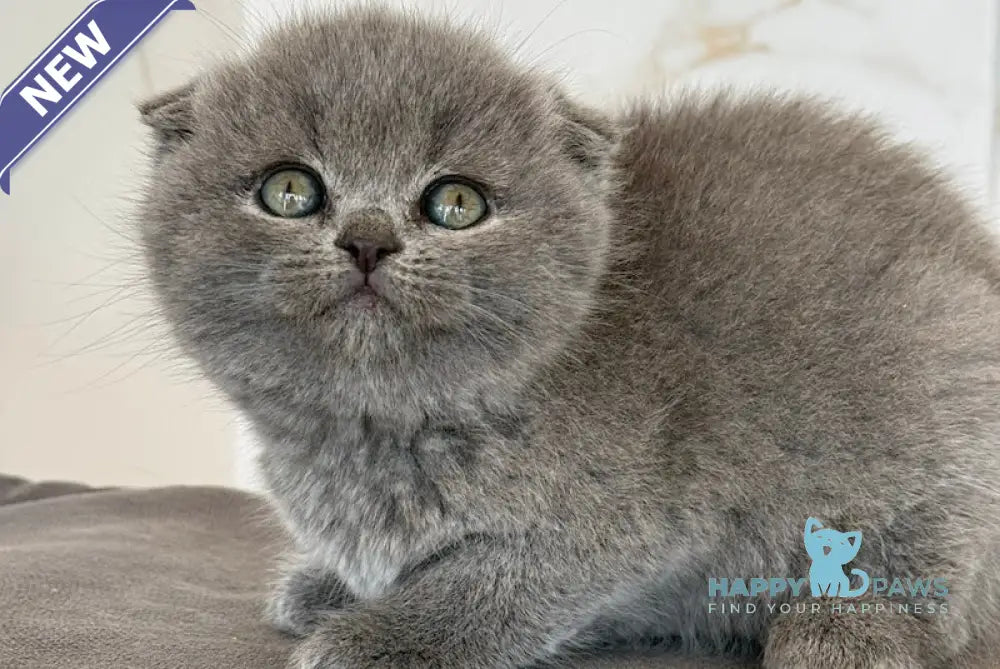 Milla Scottish Fold female blue live animals