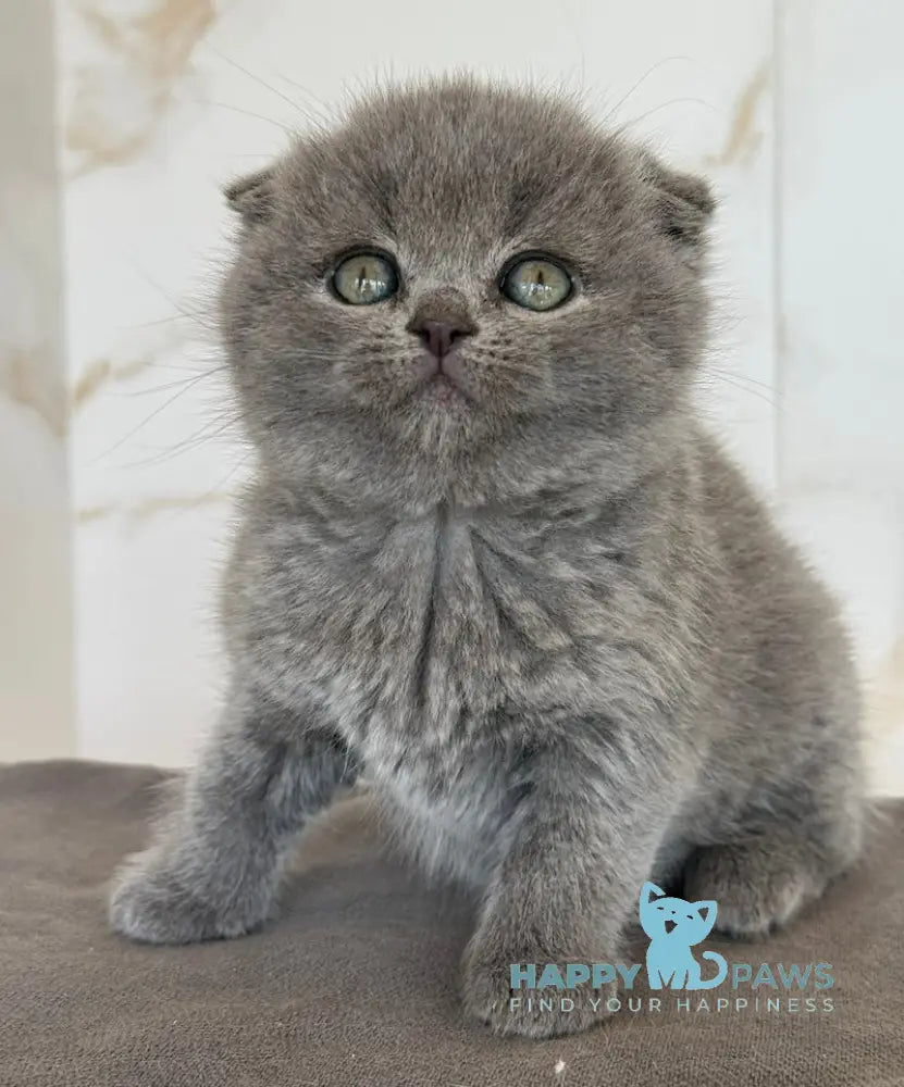 Milla Scottish Fold female blue live animals