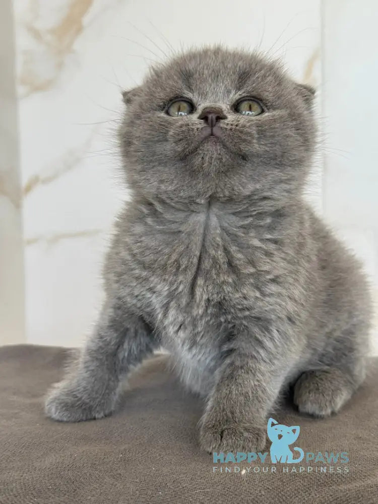 Milla Scottish Fold female blue live animals