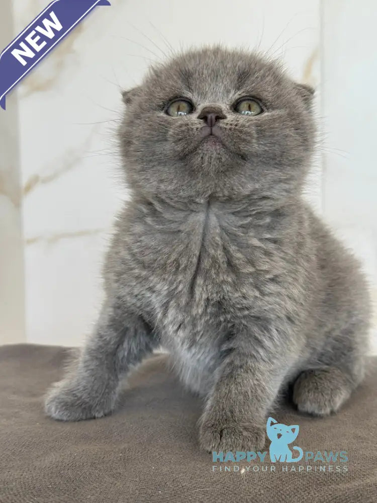 Milla Scottish Fold female blue live animals