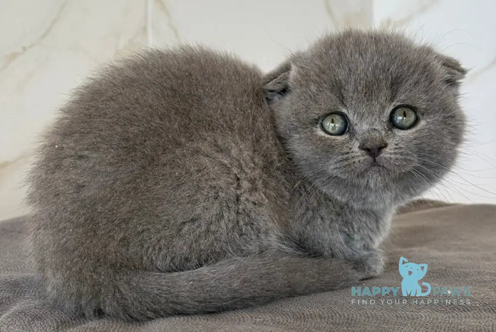 Milla Scottish Fold female blue live animals