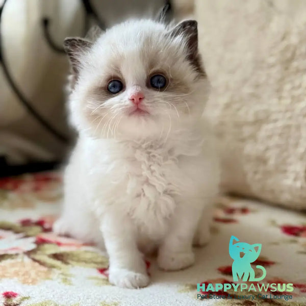 Miller Ragdoll male black bicolour - live animals