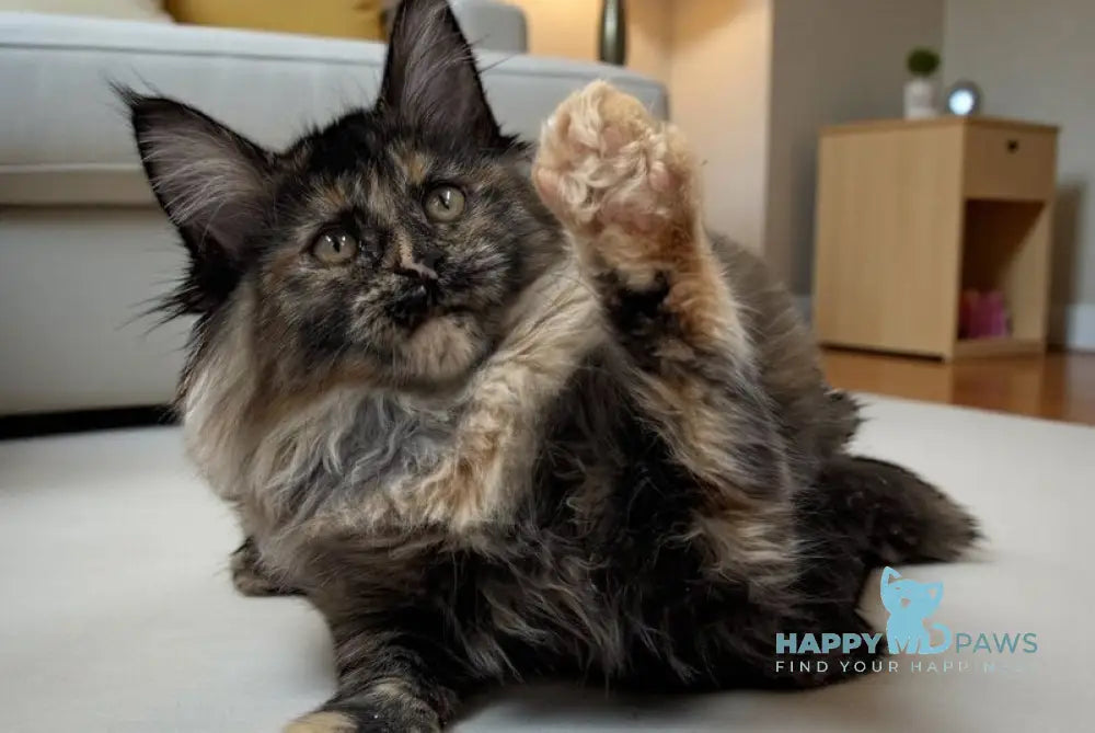 Milli Maine Coon female black tortie live animals