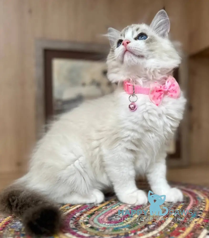 Milli Ragdoll female seal lynx bicolour live animals