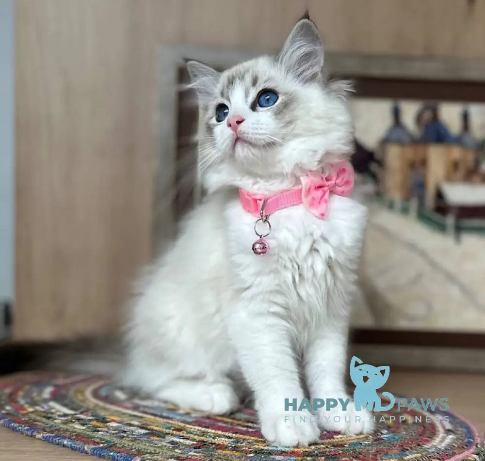 Milli Ragdoll female seal lynx bicolour live animals