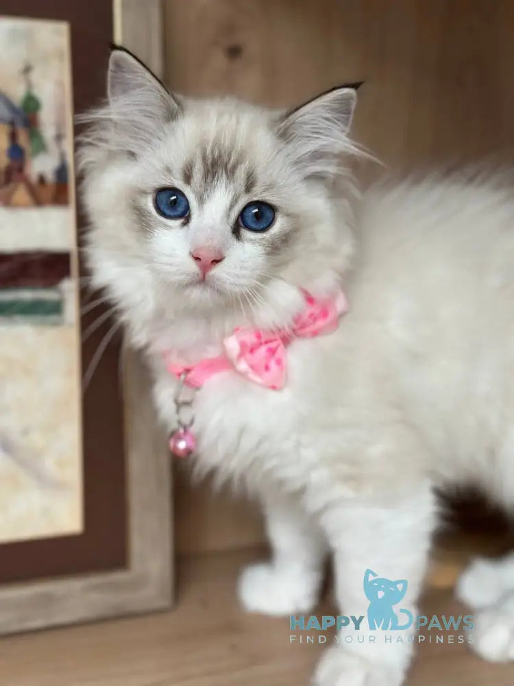 Milli Ragdoll female seal lynx bicolour live animals