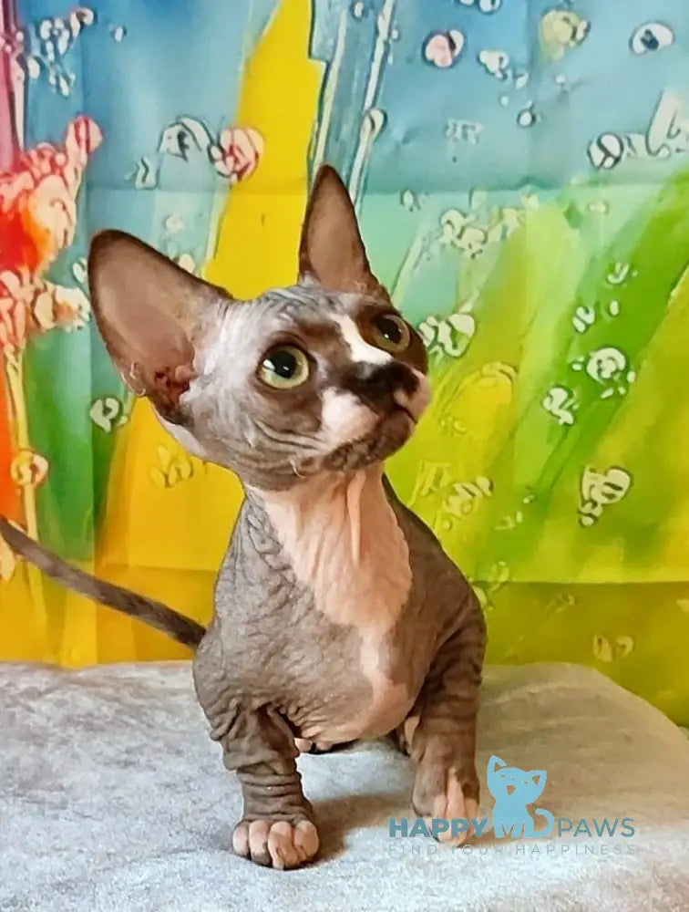 Millie Bambino female black bicolour live animals