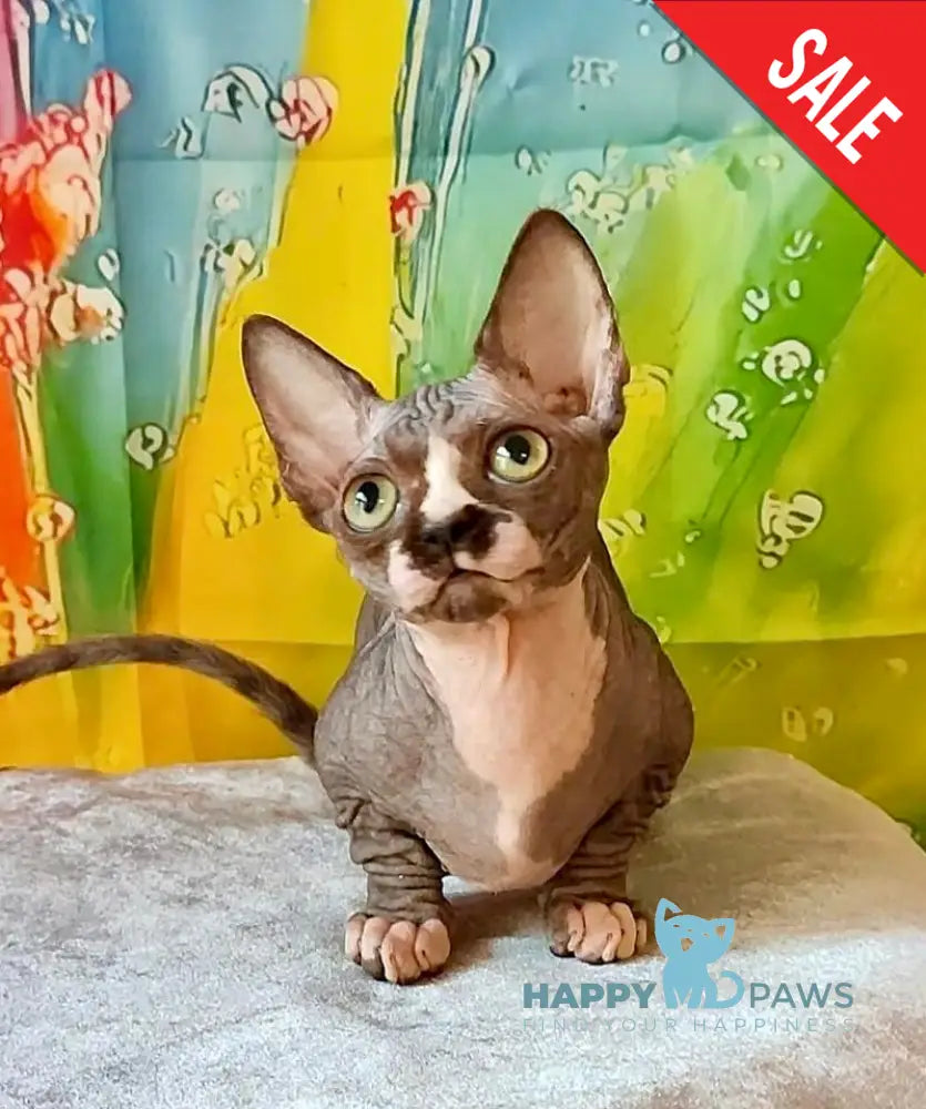 Millie Bambino female black bicolour live animals