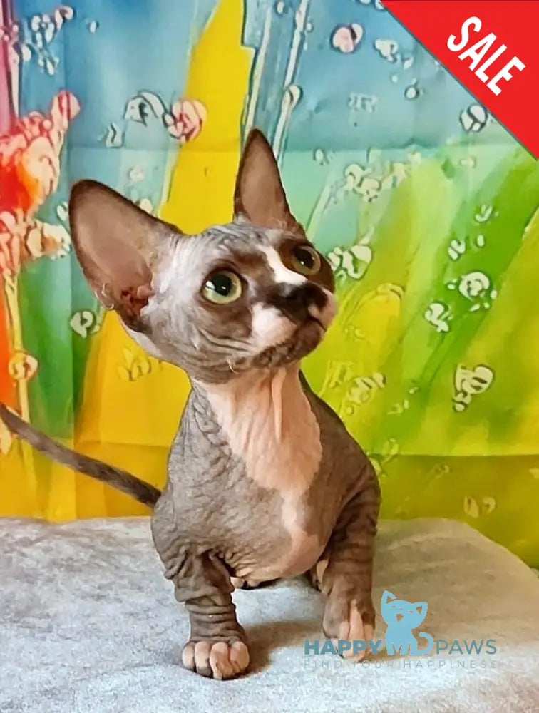 Millie Bambino female black bicolour live animals