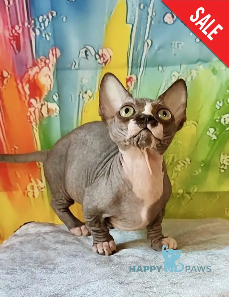 Millie Bambino female black bicolour live animals