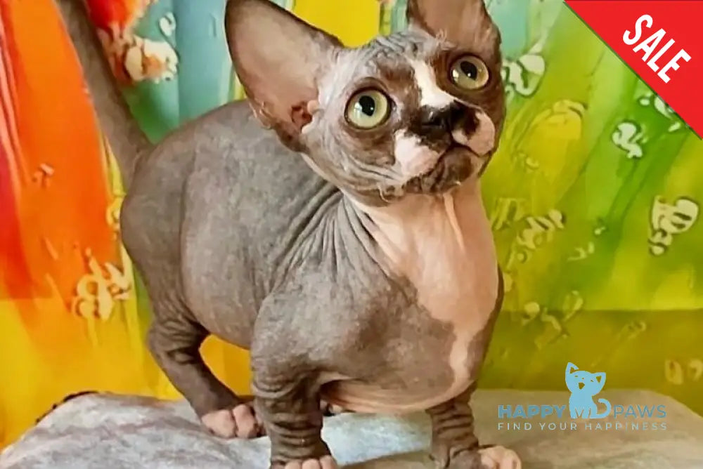 Millie Bambino female black bicolour live animals