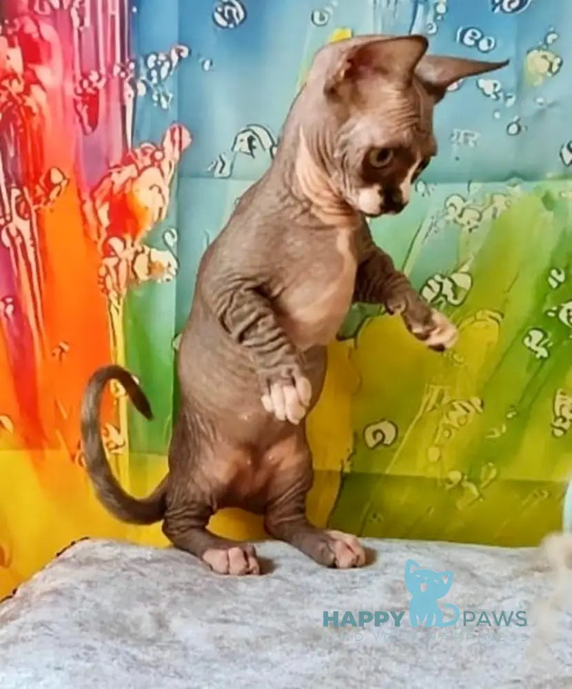Millie Bambino female black bicolour live animals