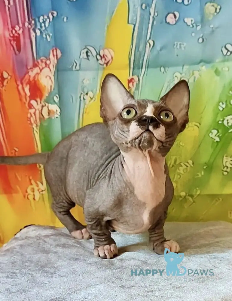 Millie Bambino female black bicolour live animals