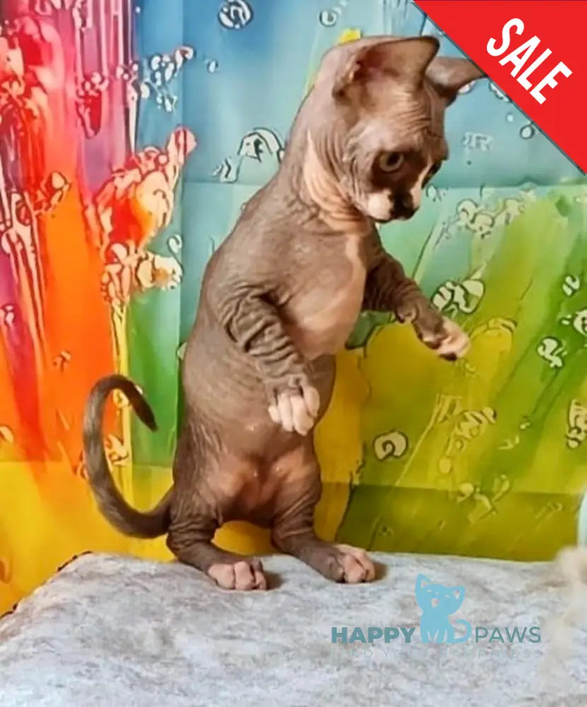 Millie Bambino female black bicolour live animals