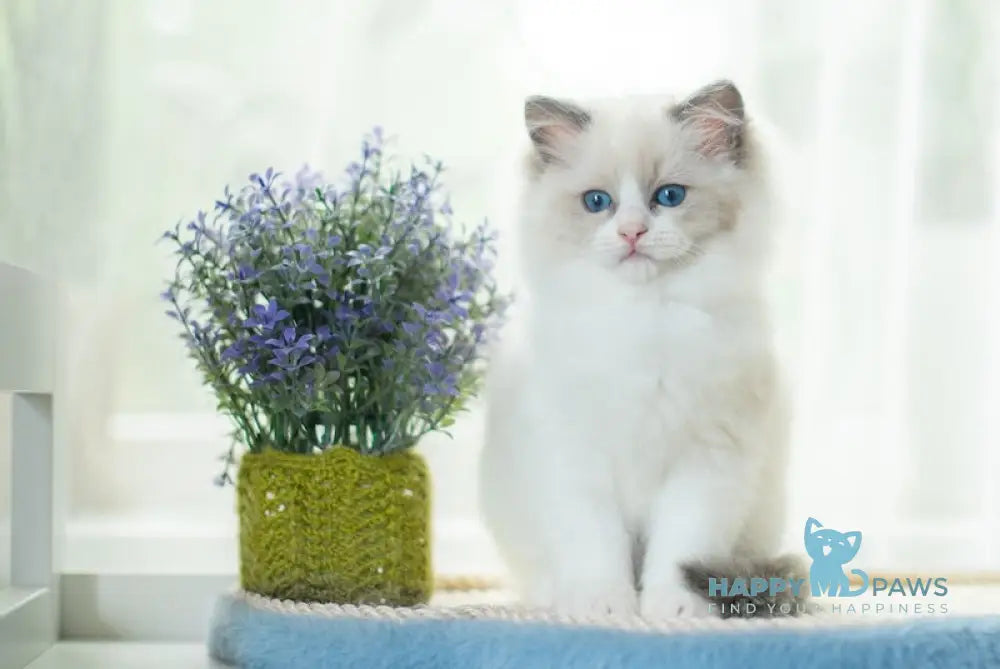 Millie Ragdoll female blue bicolour live animals