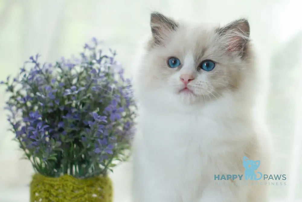 Millie Ragdoll female blue bicolour live animals