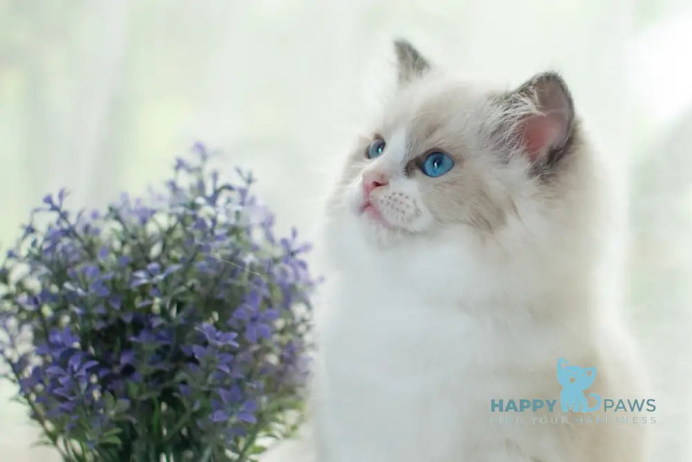 Millie Ragdoll female blue bicolour live animals