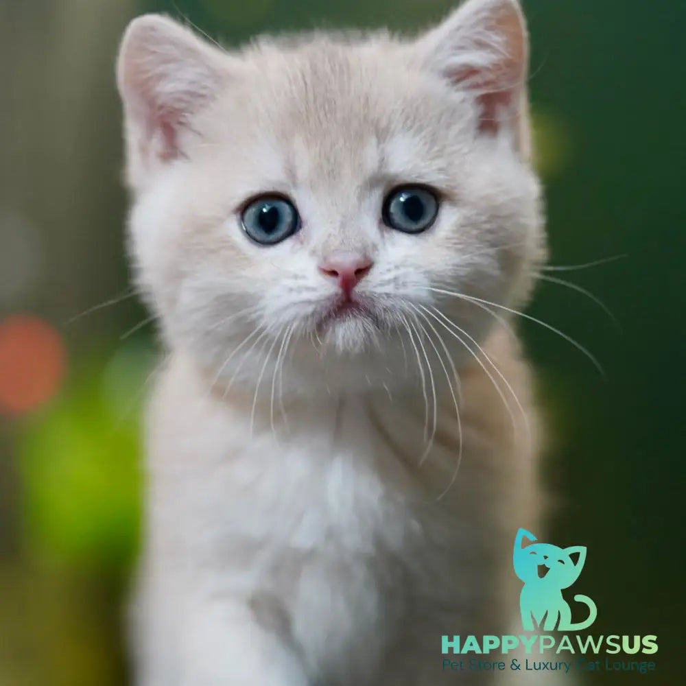 Milo British Shorthair male blue golden chinchilla - live animals