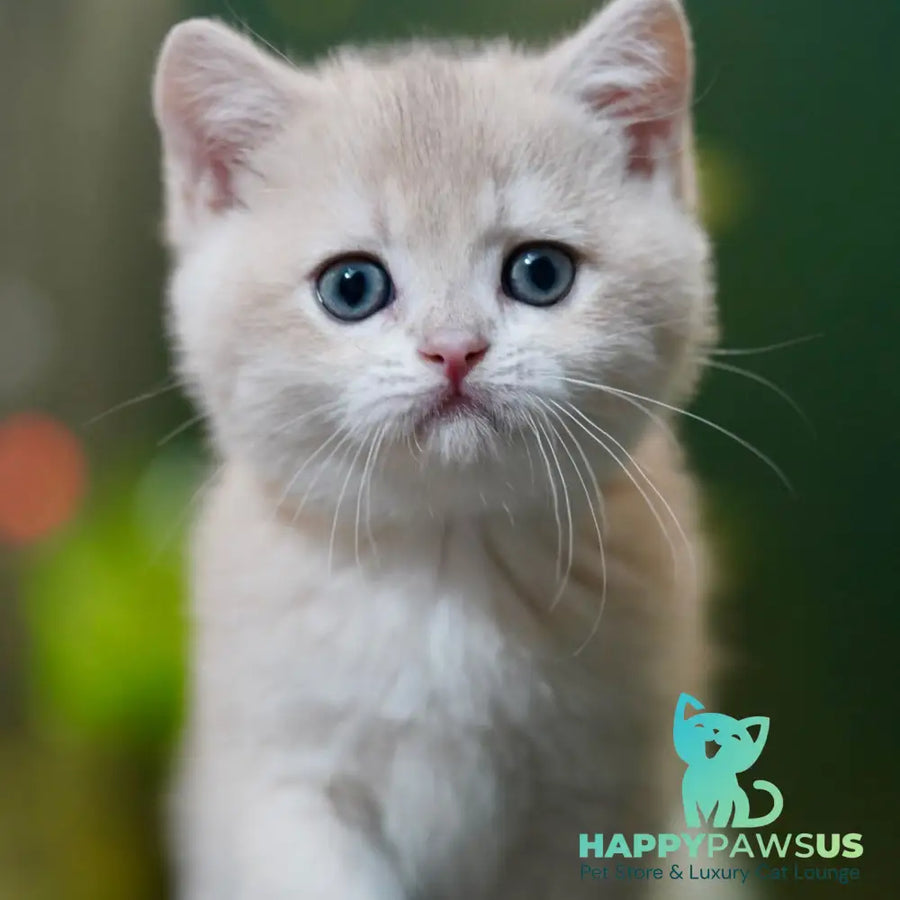 Milo British Shorthair male blue golden chinchilla - live animals