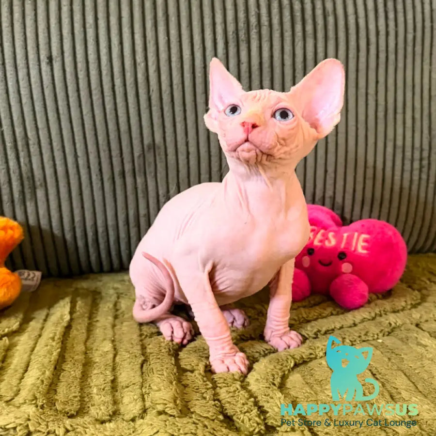 Milo Canadian Sphynx male cream pointed - live animals