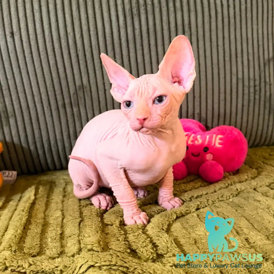 Milo Canadian Sphynx male cream pointed - live animals