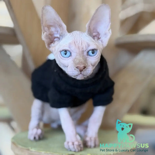 Milo Canadian Sphynx male cream pointed - live animals