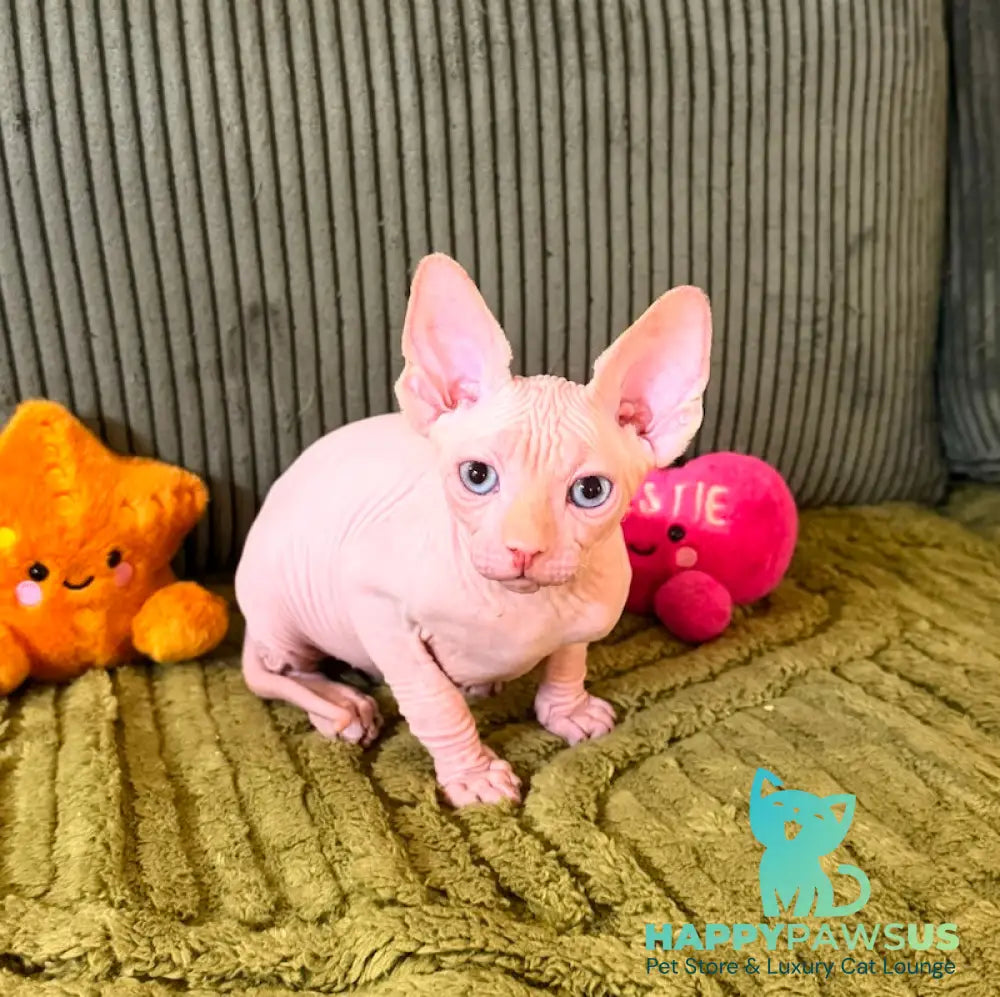 Milo Canadian Sphynx male cream pointed - live animals