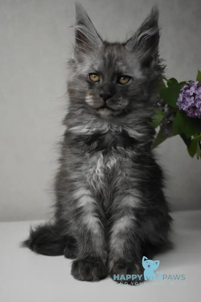 Milo Maine Coon male black smoke live animals