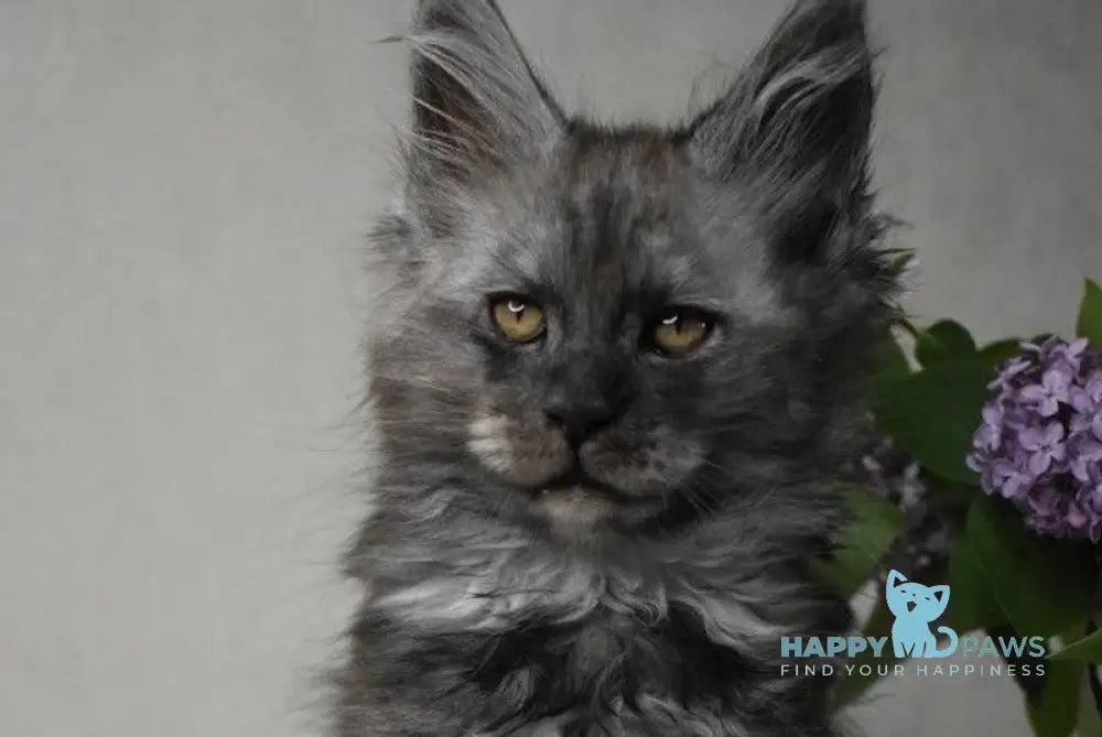Milo Maine Coon male black smoke live animals