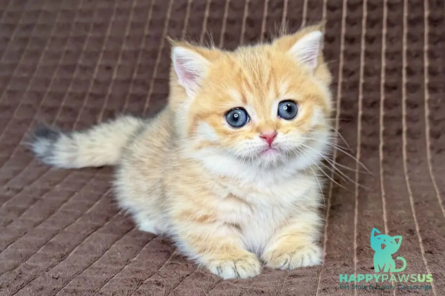Milo Munchkin male black golden spotted tabby - live animals