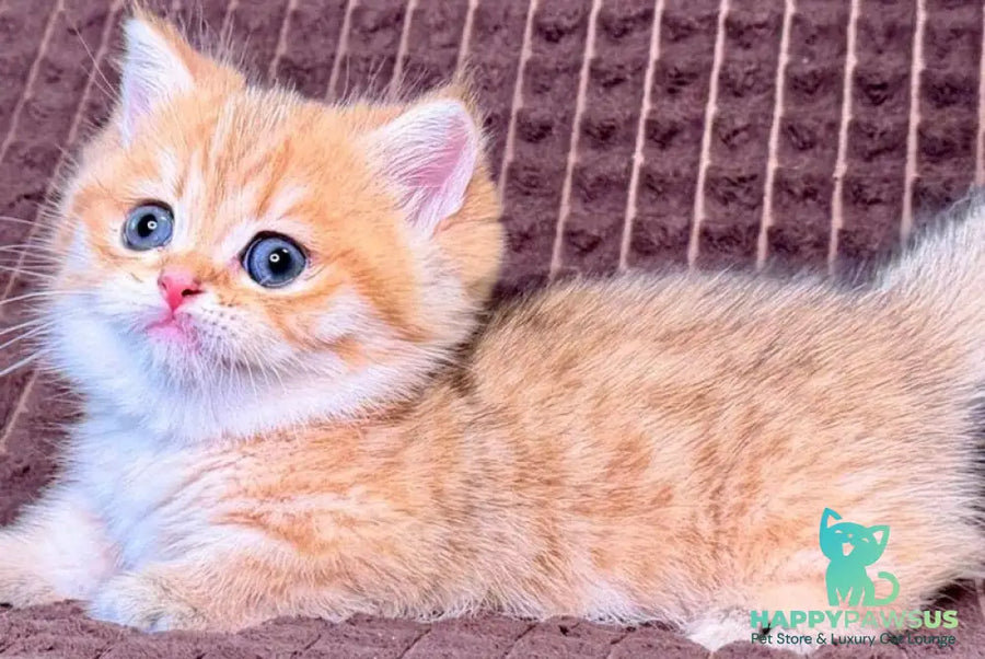 Milo Munchkin male black golden spotted tabby - live animals