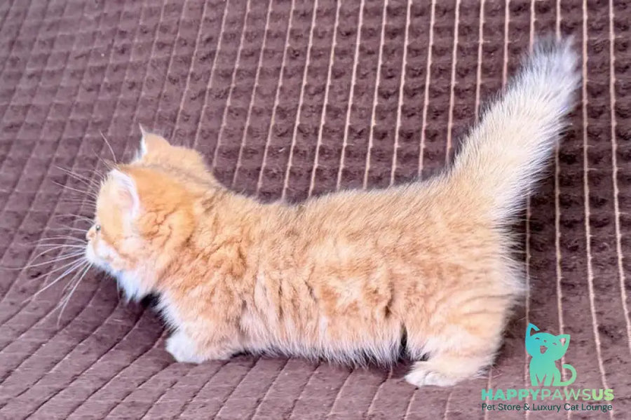 Milo Munchkin male black golden spotted tabby - live animals