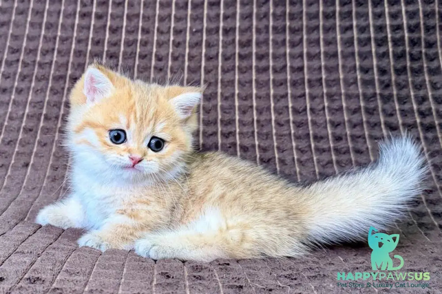 Milo Munchkin male black golden spotted tabby - live animals