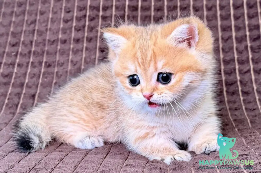 Milo Munchkin male black golden spotted tabby - live animals