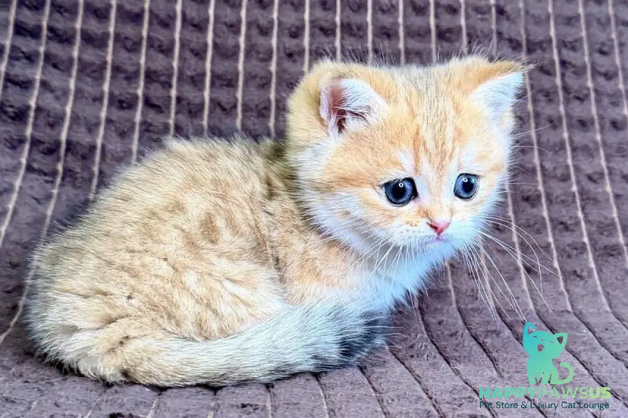 Milo Munchkin male black golden spotted tabby - live animals