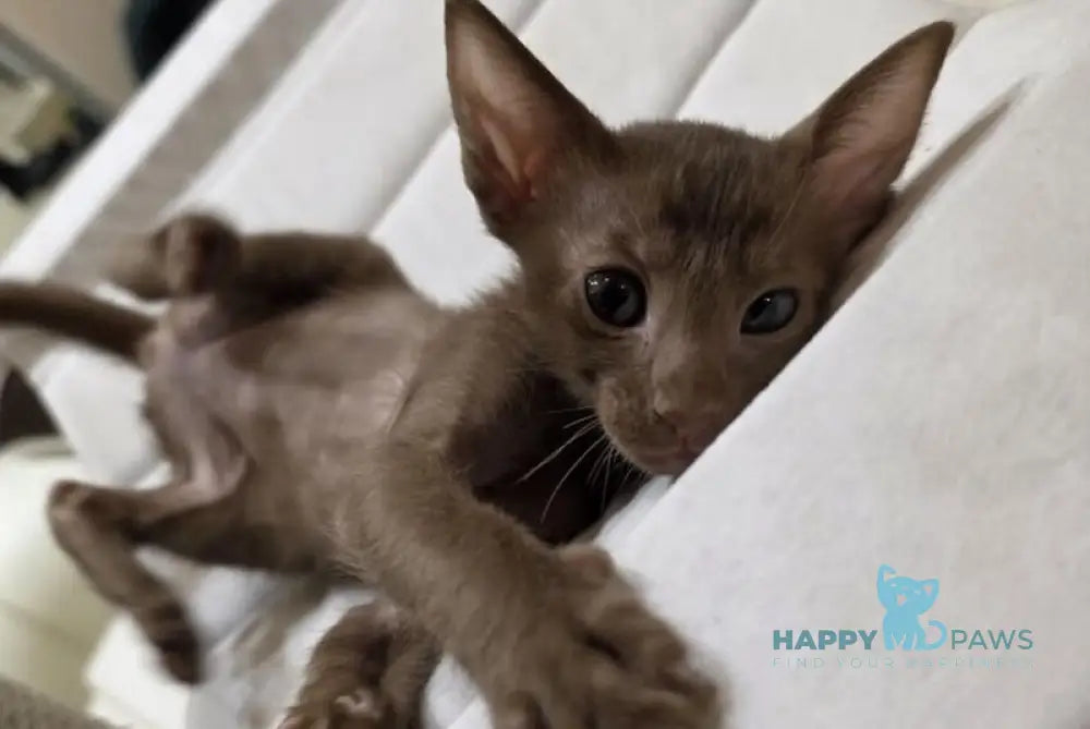Milo Oriental Shorthair male chocolate live animals