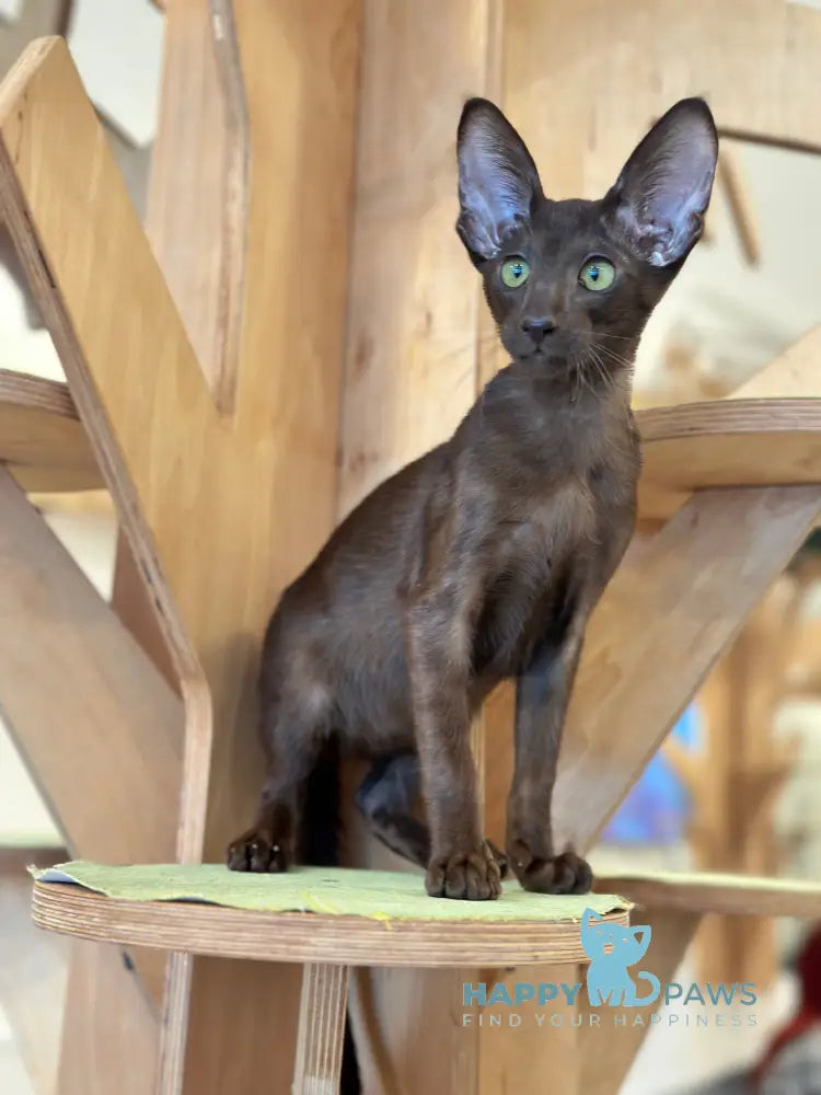 Milo Oriental Shorthair male chocolate live animals