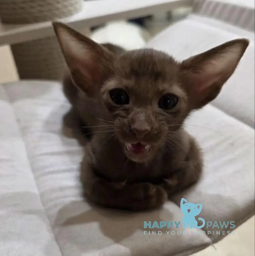 Milo Oriental Shorthair male chocolate live animals