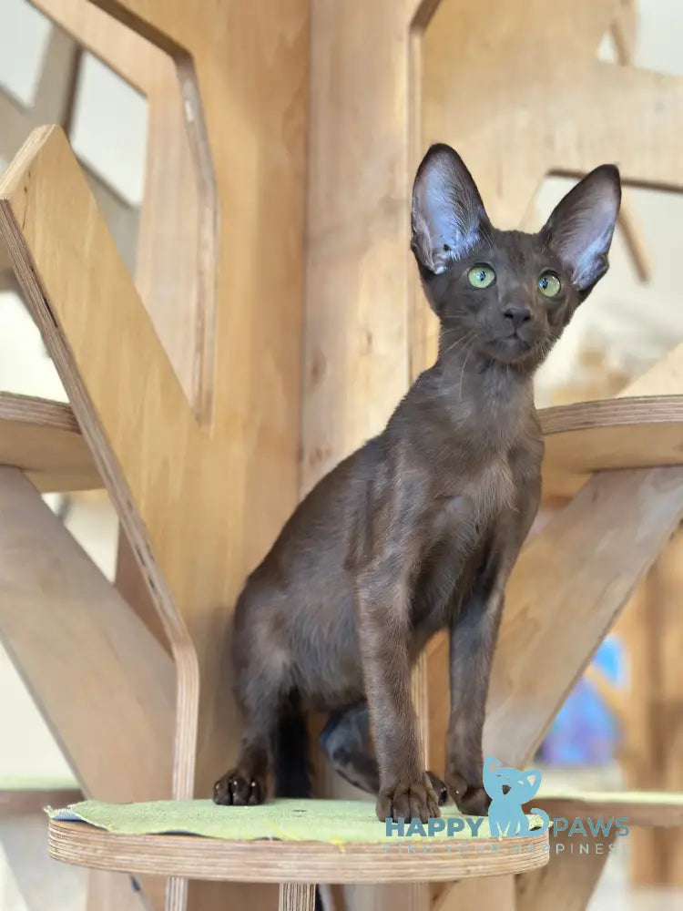 Milo Oriental Shorthair male chocolate live animals