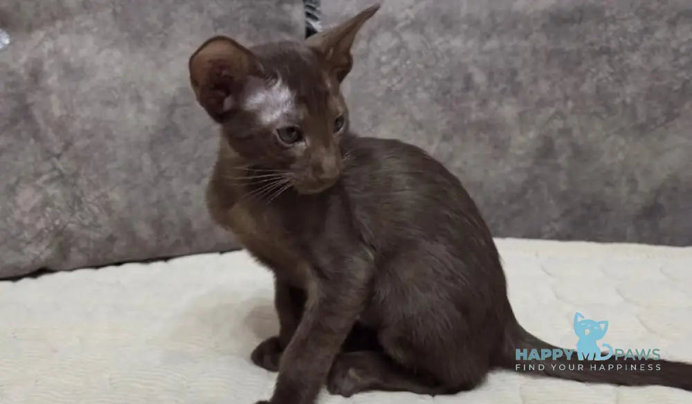 Milo Oriental Shorthair male chocolate live animals