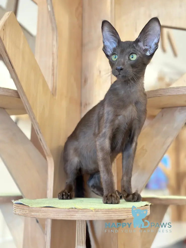 Milo Oriental Shorthair male chocolate live animals