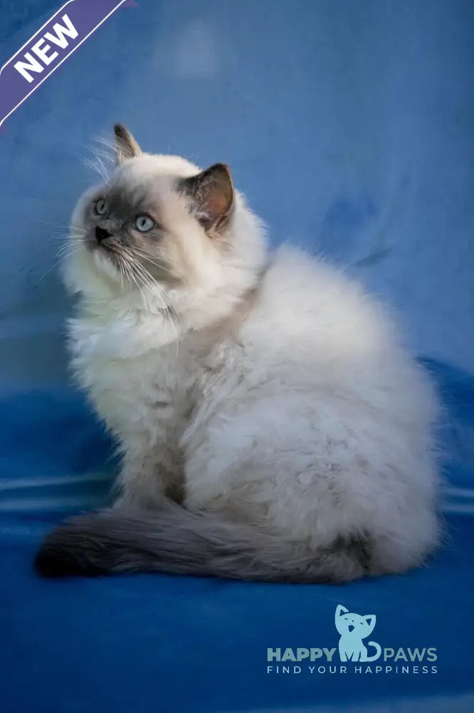 Milo Ragdoll male blue mitted live animals