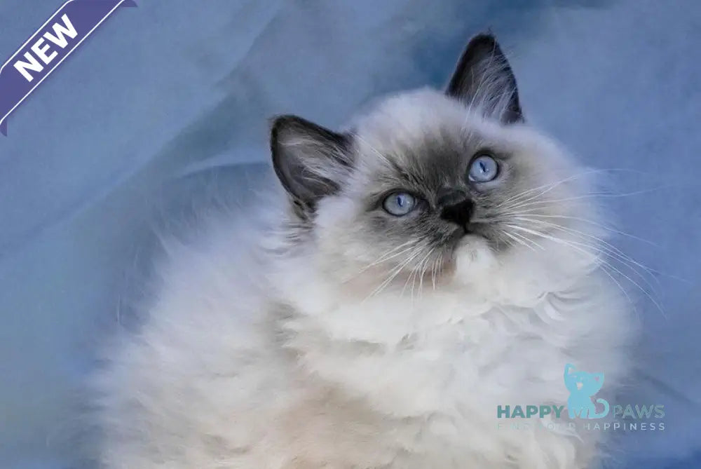 Milo Ragdoll male blue mitted live animals