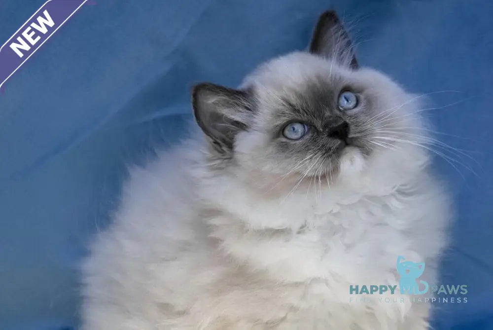 Milo Ragdoll male blue mitted live animals