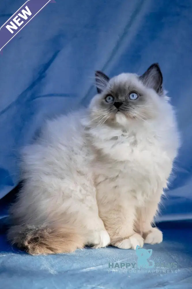 Milo Ragdoll male blue mitted live animals
